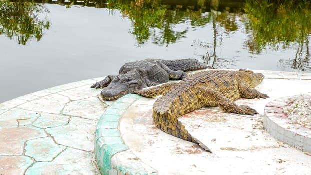 A large crocodile with a long tail and sharp teeth is lying on the shore of a lake. The crocodile is dark gray in color and has a rough, scaly skin. It is sunning itself on a warm rock.