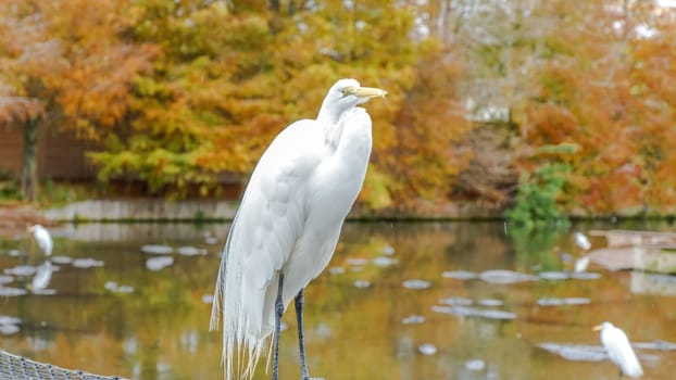 A white egret with a yellow beak standing gracefully on a moss-covered rock in a tranquil pond, surrounded by vibrant autumn trees. The bird is gazing to the side under the warm sunlight.