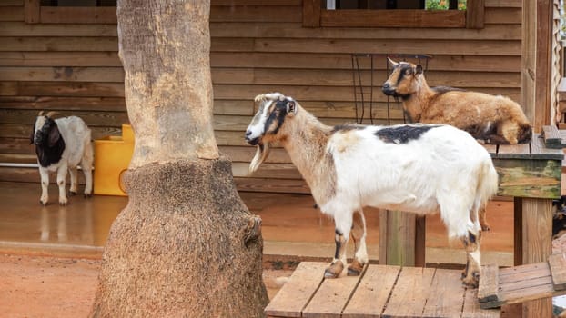 A group of goats on a wooden platform near a tree in a rural farm. Goats are different colors and sizes. The platform is wooden with a natural finish. The tree is large with a thick trunk.