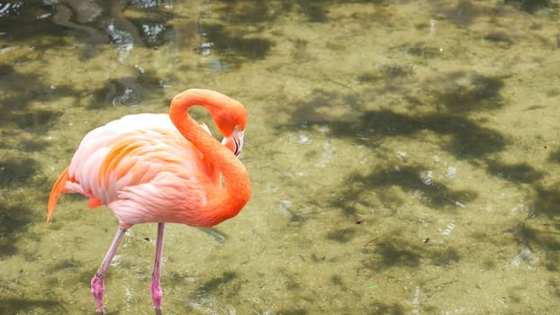 In a tranquil natural scene, a graceful and vivid pink flamingo gracefully strides through the water, creating beautiful ripples that reflect the serene environment around.