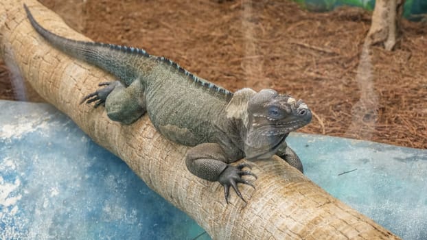 A close-up shot of a green iguana showcasing its textured scales and mesmerizing blue-green eye. This creature is often found basking on rocky perches, highlighting the beauty of wildlife.