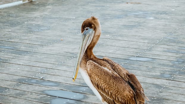 A brown pelican perched on a weathered dock by the ocean, gazing at the camera. The docks puddles reflect the sky, with the vast ocean and clear blue sky in the background.