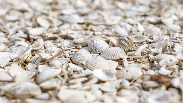 A mesmerizing close-up view of various seashells in shades of white and gray scattered on a sandy beach, showcasing a diverse range of sizes and shapes in a beautiful natural pattern.