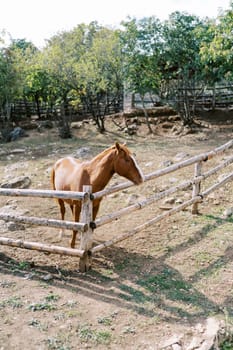 Bay horse stands behind a wooden fence in a pasture. High quality photo