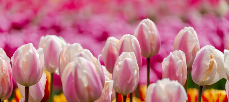 Pink tulips spring blossoming, bokeh flower background, pastel and soft floral card, selective focus.