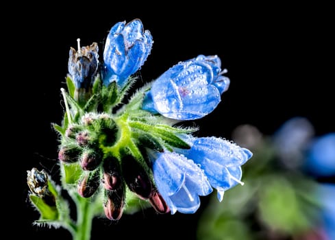 Beautiful Blooming Symphytum officinale flowers on a black background. Flower head close-up.