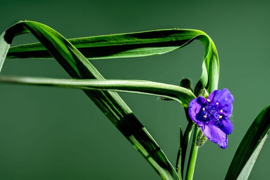 Beautiful Blooming violet Tradescantia flowers on a green background. Flower head close-up.