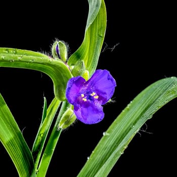 Beautiful Blooming violet Tradescantia flowers on a black background. Flower head close-up.