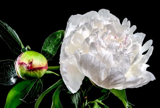 Beautiful Blooming white peony festiva maxima on a black background. Flower head close-up.