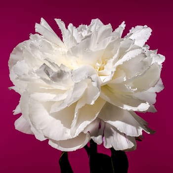 Beautiful Blooming white peony festiva maxima on a pink background. Flower head close-up.