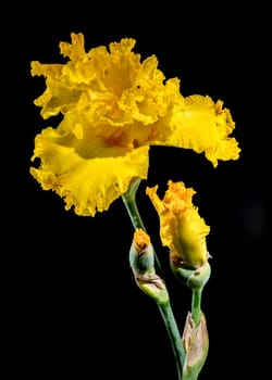 Beautiful Blooming yellow iris on a black background. Flower head close-up.