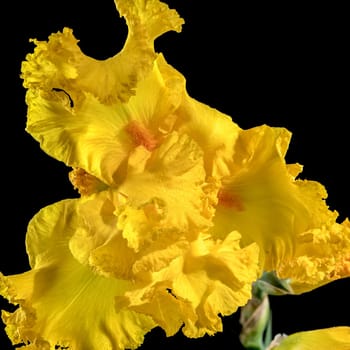 Beautiful Blooming yellow iris on a black background. Flower head close-up.