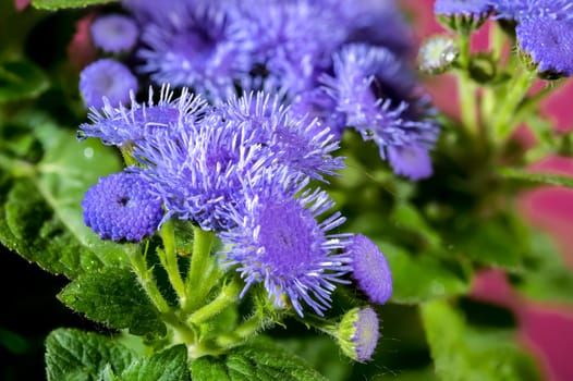 Beautiful Blooming blue Ageratum Bluemink flowers on a Crimson background. Flower head close-up.