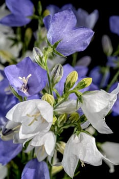 Beautiful Blooming peach-leaved bellflower or campanula on a black background. Flower head close-up.