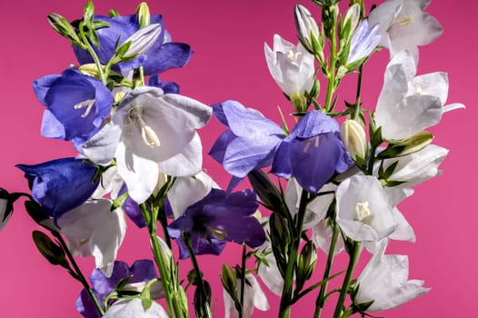 Beautiful Blooming white bellflower or campanula on a pink background. Flower head close-up.