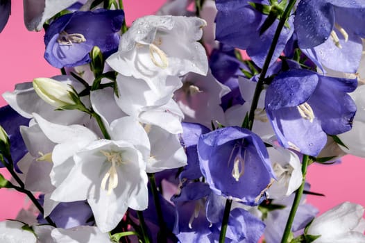 Beautiful Blooming  bellflower or campanula on a pink background. Flower head close-up.