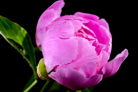 Beautiful Blooming pink peony Alexander Fleming on a black background. Flower head close-up.