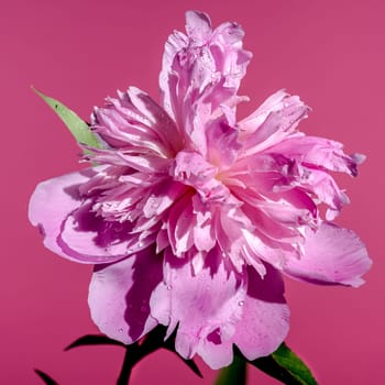 Beautiful Blooming pink peony Alexander Fleming on a pink background. Flower head close-up.