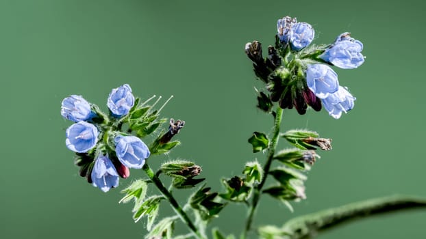 Beautiful Blooming Symphytum officinale flowers on a green background. Flower head close-up.