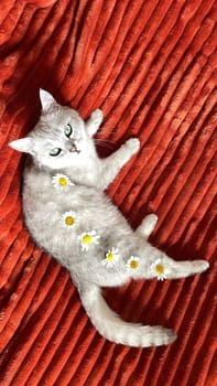 Scottish kitten resting on an orange blanket on bed decorated with fresh daisies on its back,concept of cozy,well-fed life for pet, High quality photo