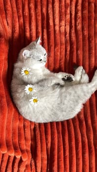 Scottish kitten resting on an orange blanket on bed decorated with fresh daisies on its back,concept of cozy,well-fed life for pet, High quality photo