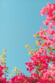Floral background, spring nature and botanical beauty concept - Coral blooming flowers and blue sky, feminine style background