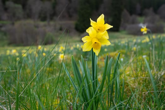 Daffodil flowering time in Northern Eifel area, springtime in Hellenthal, North Rhine Westphalia, Germany