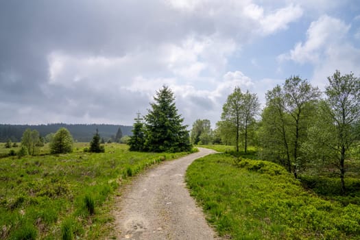 Panoramic landscape of High Fens during springtime, Belgium, Europe