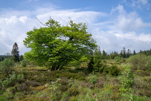 Panoramic landscape of High Fens during springtime, Belgium, Europe