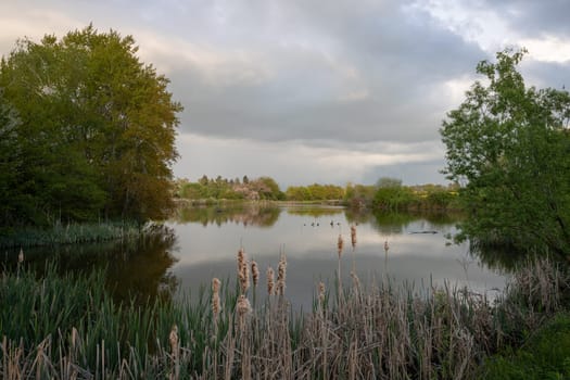 Panoramic image of nature reservat Thuerer meadows close to Mendig during sunrise, Eifel, Rhineland-Palatinate, Germany