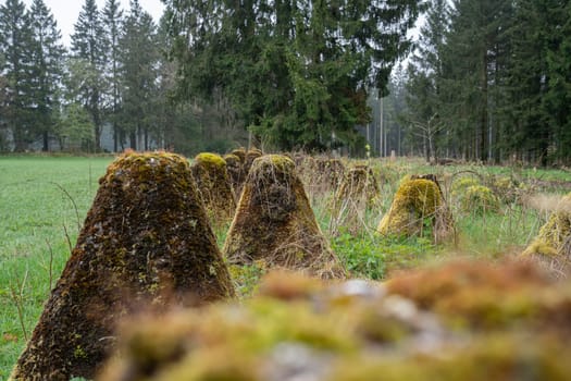 Dragon teeth, relicts of Second World War on Western Germany, Westwall close to Hellenthal, Eifel, North Rhine Westphalia, Germany