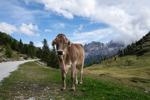 Panoramic image of landscape in South Tirol with famous Prags valley, Italy, Europe