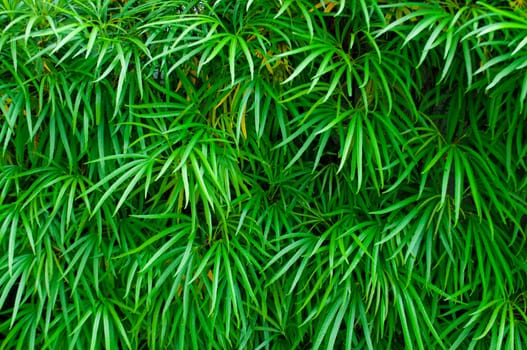 Green leaf background suitable for wallpaper or for text.