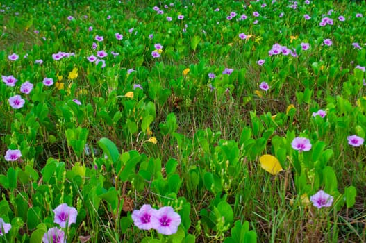 Image of outdoor garden representing nature beauty.