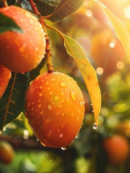 Ripe mangoes hanging from a tree with water droplets in the sunlight, tropical fruit beauty in nature