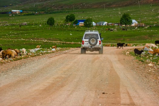 SUV driving on dirt road through scenic countryside with grazing sheep and rural homes in the background in Semenovskoye gorge, Kyrgyzstan