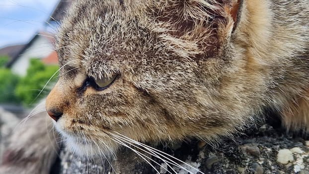 Striped cat portrait. Close up.