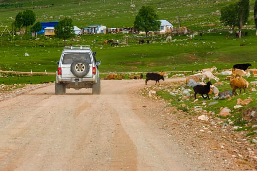 SUV driving on dirt road through scenic countryside with grazing sheep and rural homes in the background in Semenovskoye gorge, Kyrgyzstan