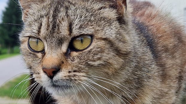 Striped cat portrait. Close up.