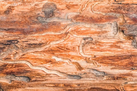 Landscape architecture, interior design and nature elements concept - Wooden textured background