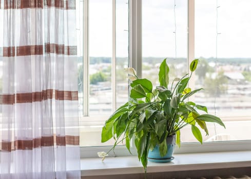 Shot of an indoor plant in the pot