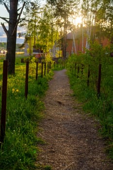 The road in the sun. High quality photo