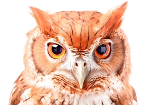 A close up of an owl's face with yellow eyes. The owl's eyes are looking directly at the camera