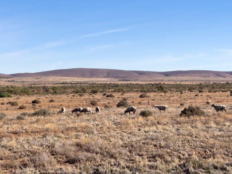 Distant mountains in the Ikara Flinders Ranges, sheep grazing