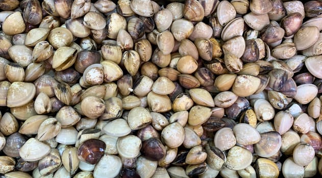 Top view of shell mussels or clam display in wet market. Seafood concept.