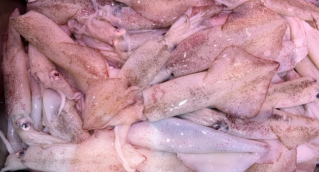 Top view of fresh squids display in market. Seafood concept.