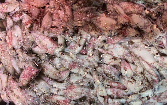 Top view of squids display in wet market.