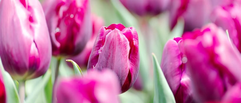 Magenta tulips spring blossoming, bokeh flower background, pastel and soft floral card, selective focus.