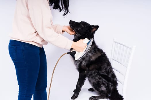 Mudi dog with electric iron on white background. The dog poses while doing housework.