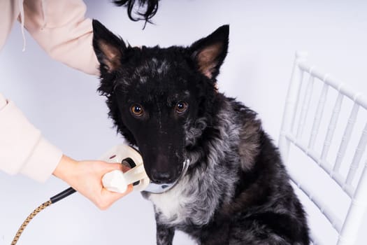 Mudi dog with electric iron on white background. The dog poses while doing housework.